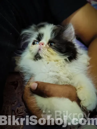 Exotic Cat